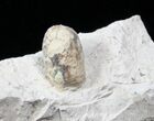 Eocene Aged Fossil Turtle Egg - France #12977-1
